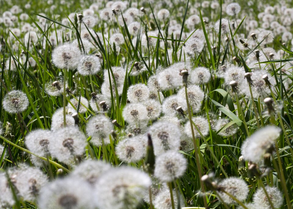 Field field of flowers happy