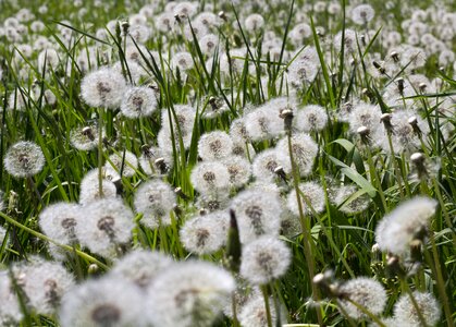 Field field of flowers happy