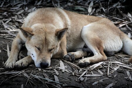 Tourism dog sleeping