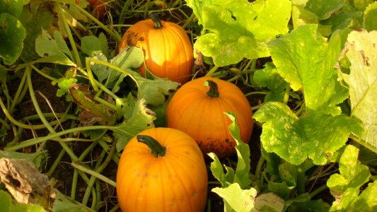 Pumpkin vegetables halloween