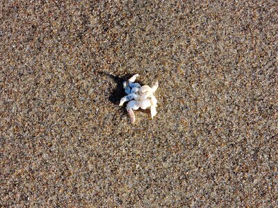 Shell carcass ocean