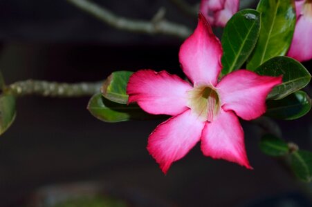 Leaves the pink flowers desert