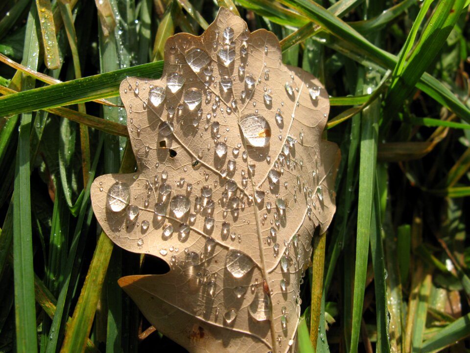 Autumn dew light effects