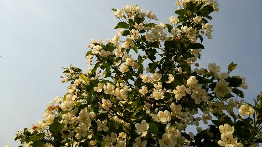 Wood princess apple natural