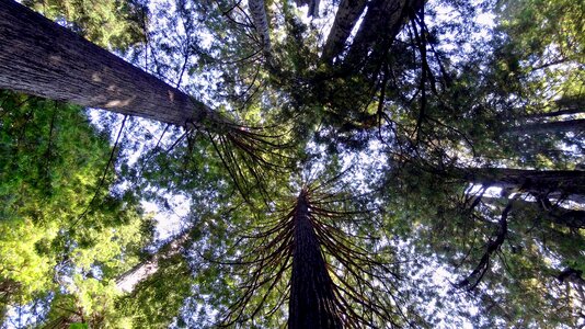 America redwood national park tree