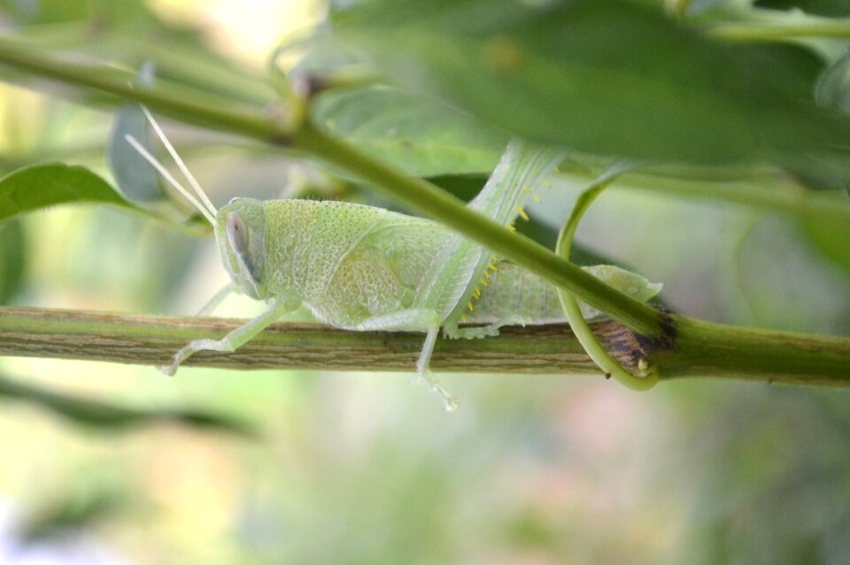 Insect wildlife natural