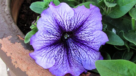 Flower colourful beautiful