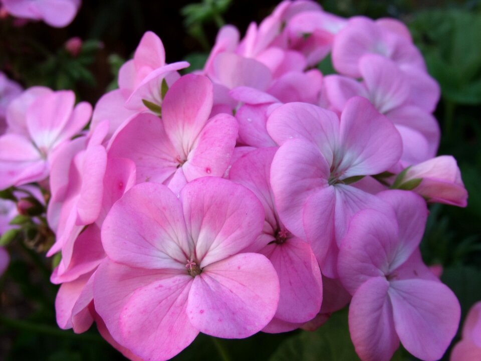 Floral petal nature
