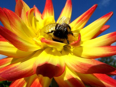 Bee on flower nature garden photo