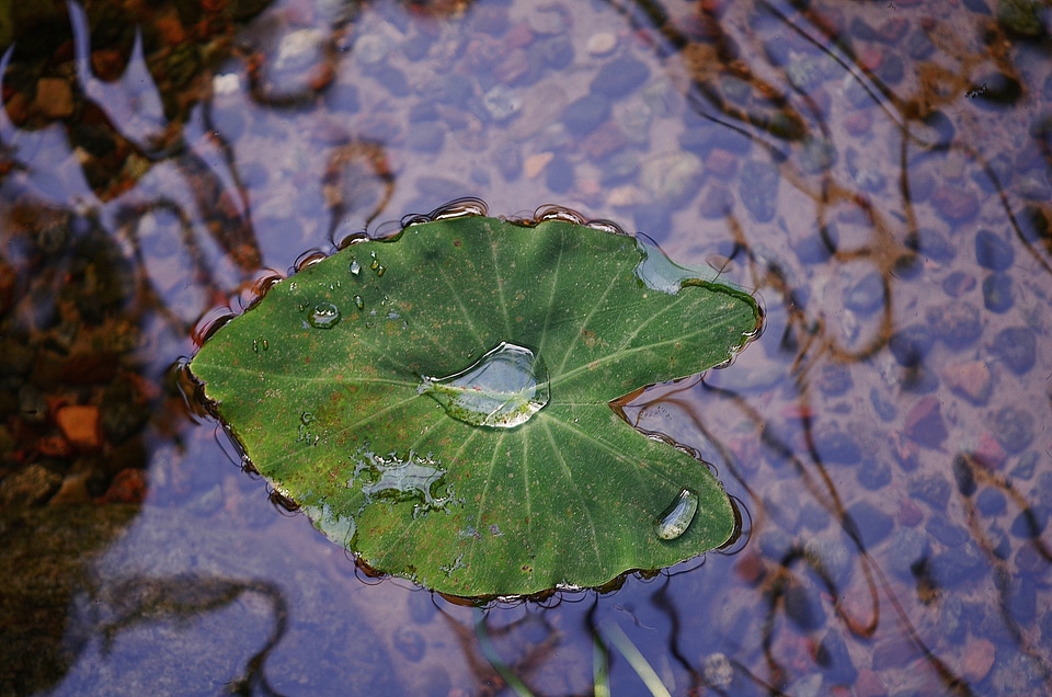 Green macro nature