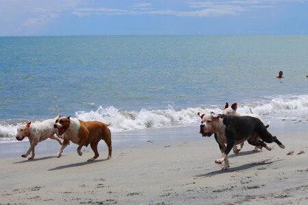 Dogs pets competition