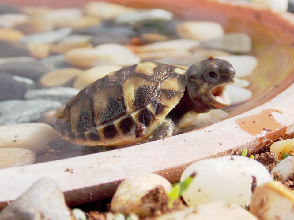 Birth puppy turtle awakening