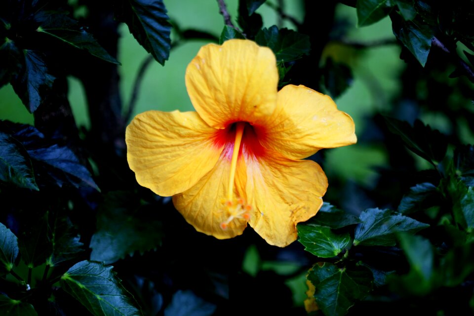 On the branch botany flower in the garden