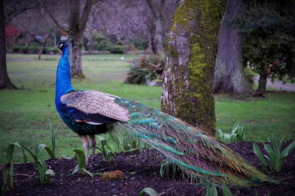 Beacon hill park victoria bc