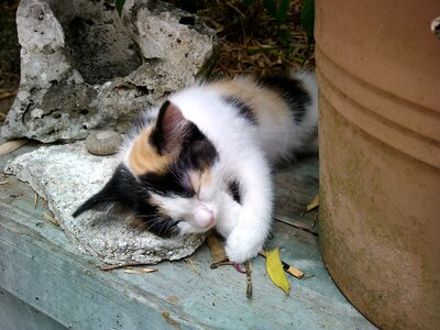 Cat nap kitten