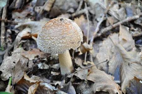 Forest mushrooms fall wood