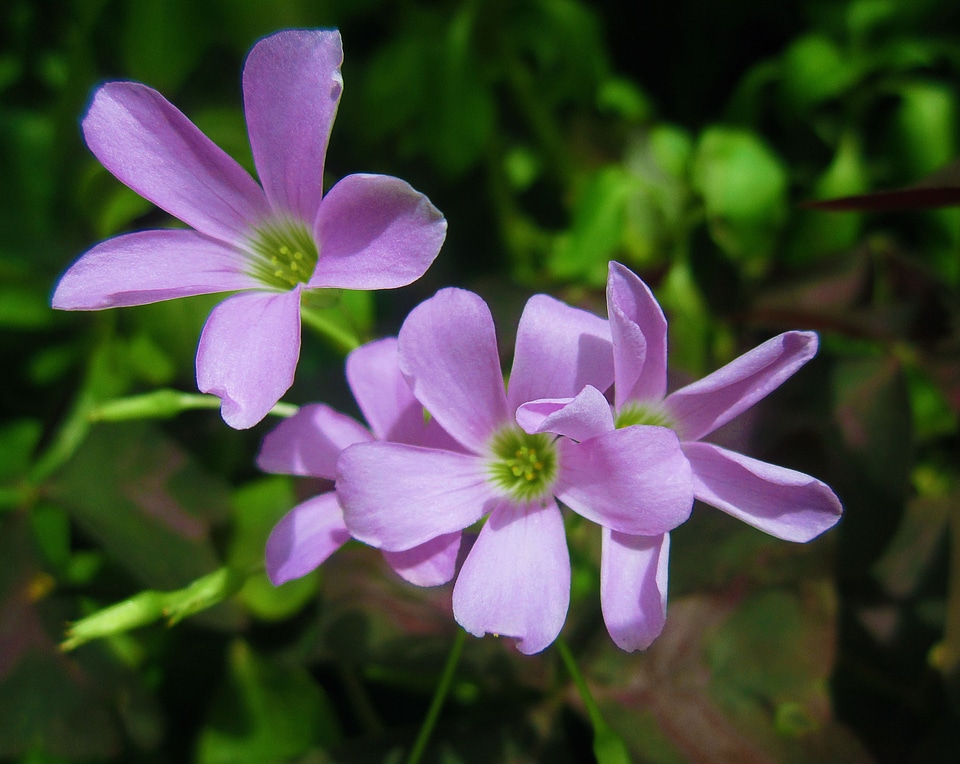 Green petal petals