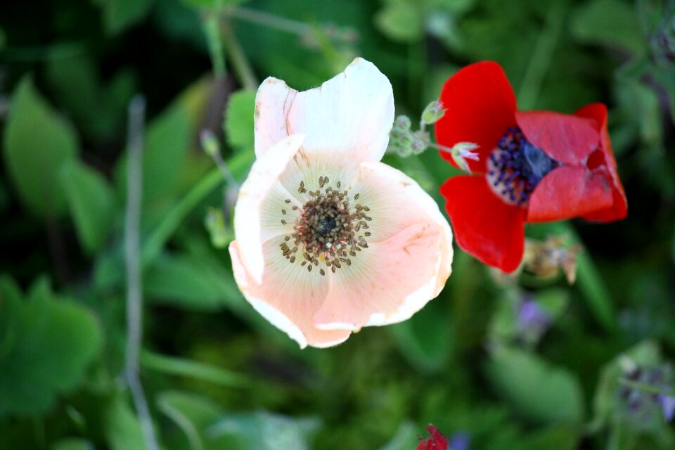 Petal spring red
