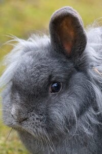 Domesticated portrait animal