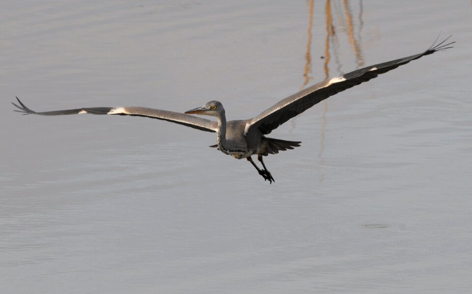 Flight glide elegance