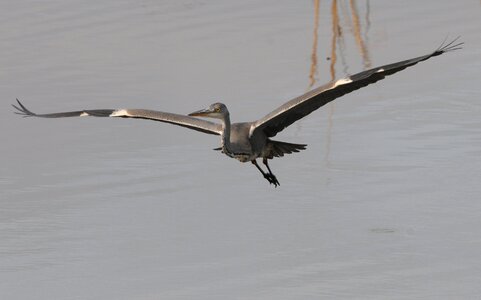 Flight glide elegance