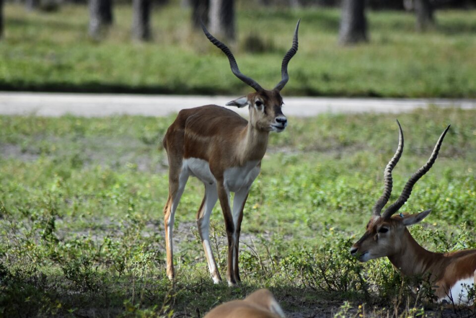 Nature wild zoo animals