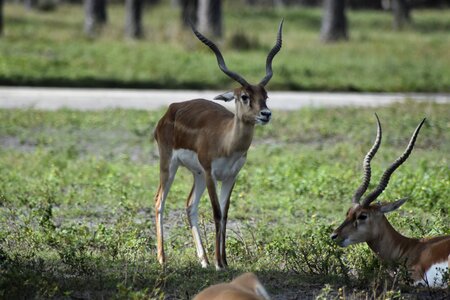 Nature wild zoo animals