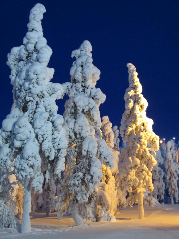 Frost nature snowy