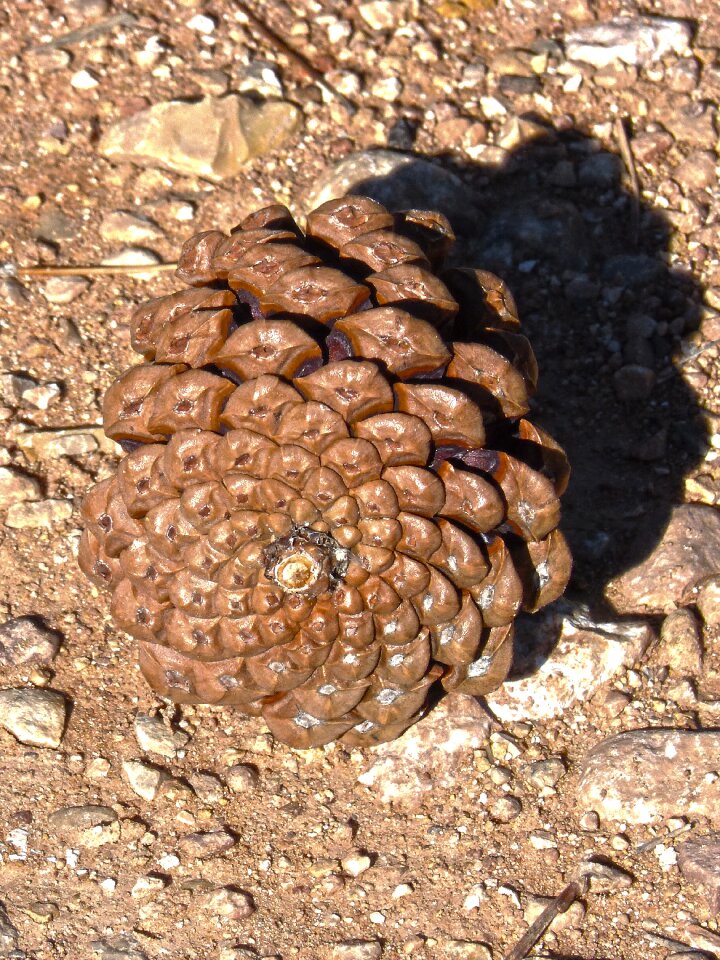 Pineapple spiral geometry