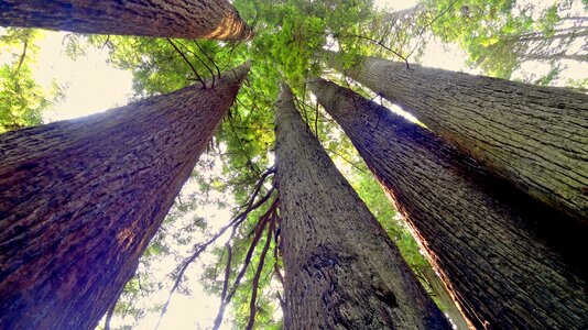 Redwood national park tree nature photo