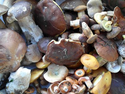 Boletus mushroom