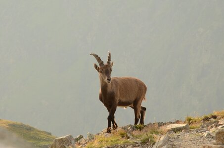 Chamois brevent mountain
