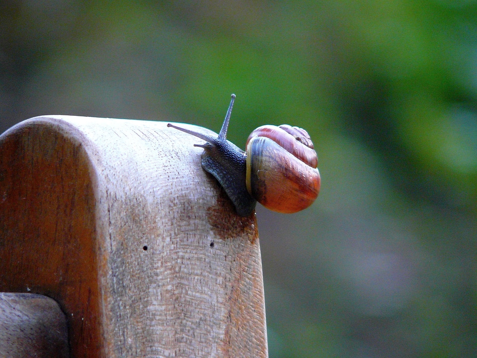 Snail shell mollusk slowly