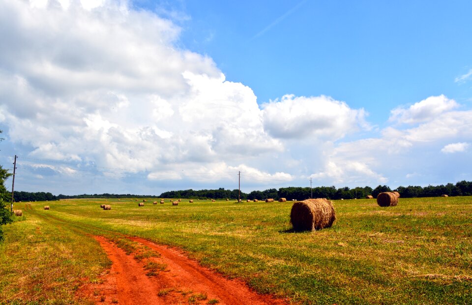 Nature agriculture rural photo