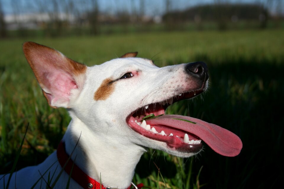 Dog friendship fidelity