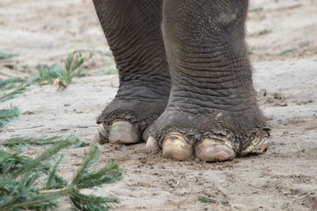 Feet tear nails