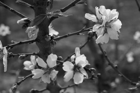 Spring almond tree nature almond branch in bloom photo