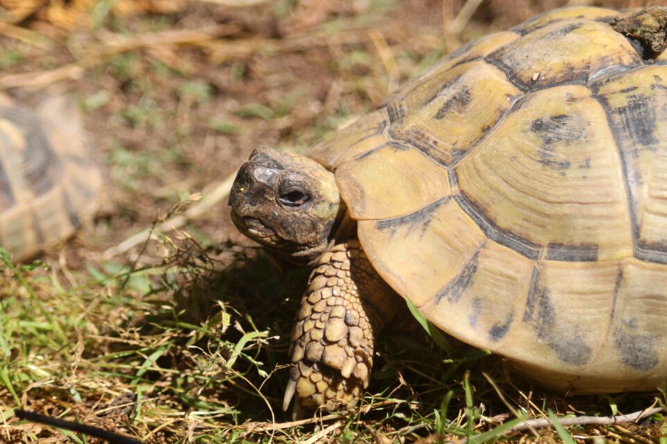 Turtle spring tortoise