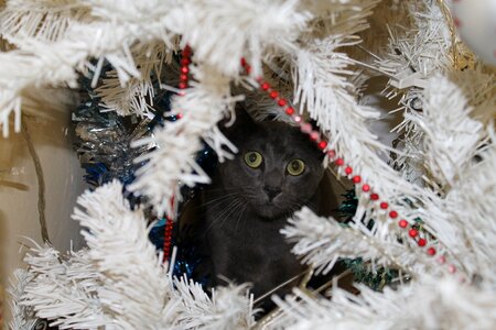 Christmas tree hiding