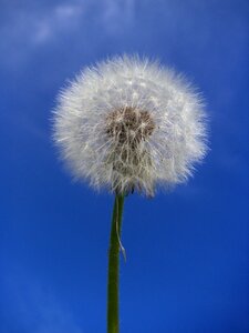 Dandelion taraxacum officinale Free photos