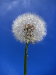 Dandelion taraxacum officinale Free photos photo