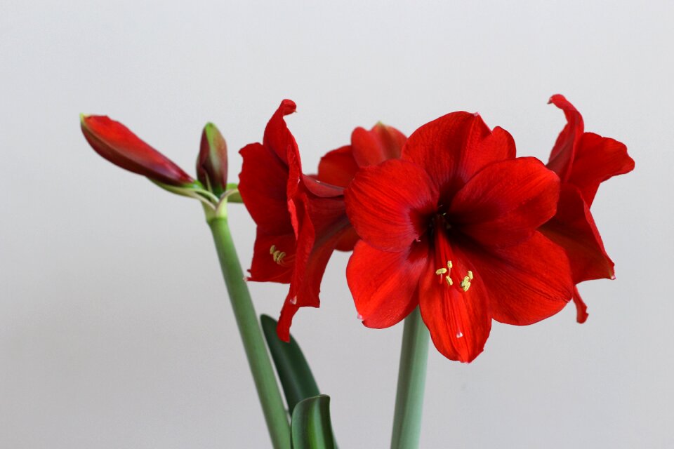 Open in full bloom beauty