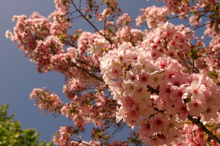 Cherry tree blossom cherry