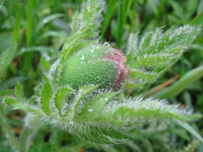 Dew green nature early morning