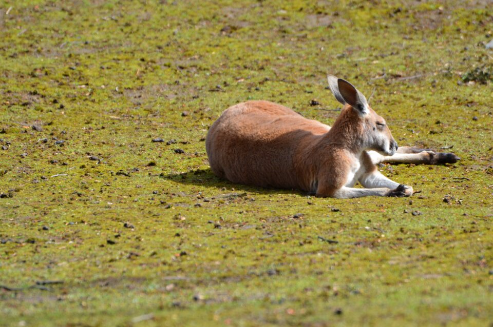Kangaroo loiter animals