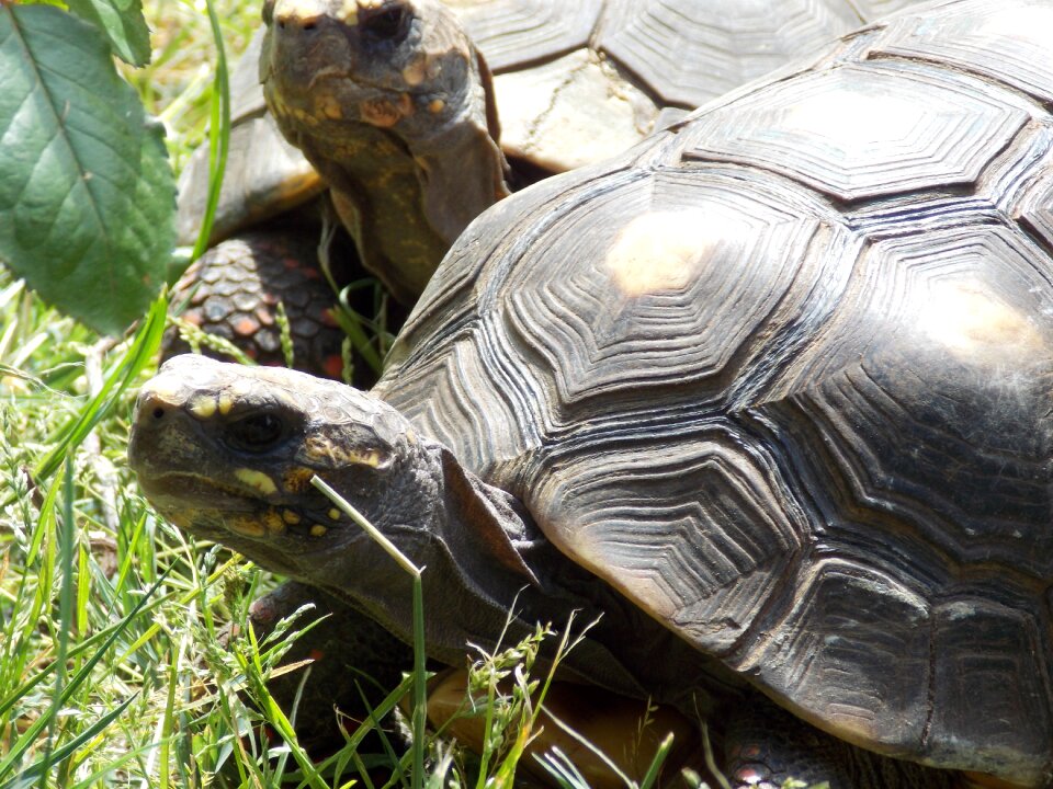 Nature tortoises carbonarie
