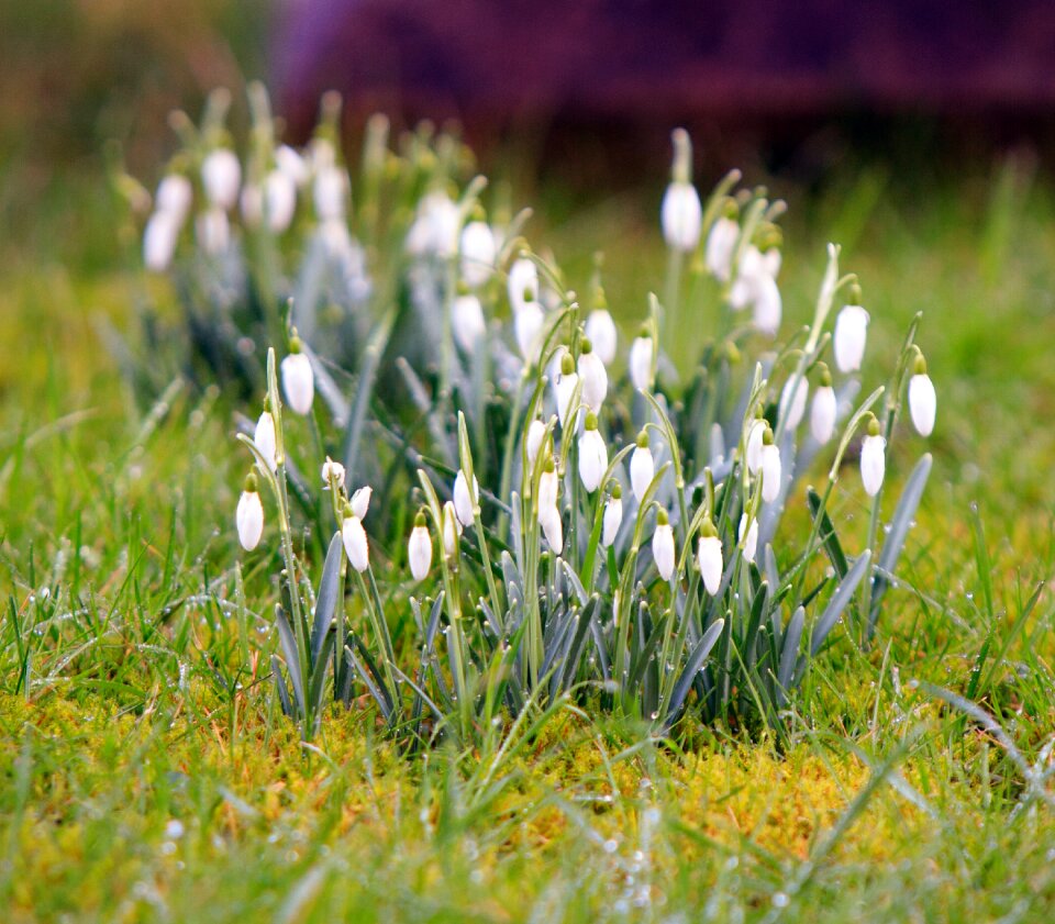 Spring nature season
