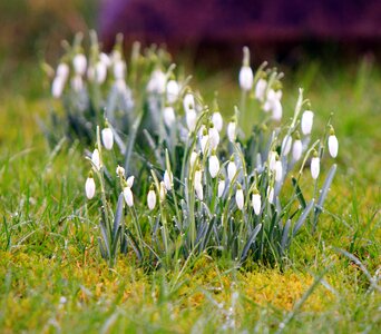 Spring nature season