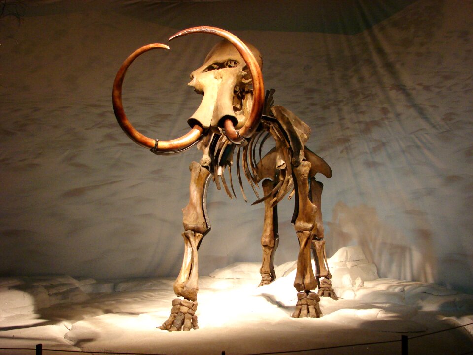 Museum prehistoric times skeleton