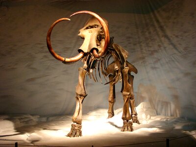Museum prehistoric times skeleton photo